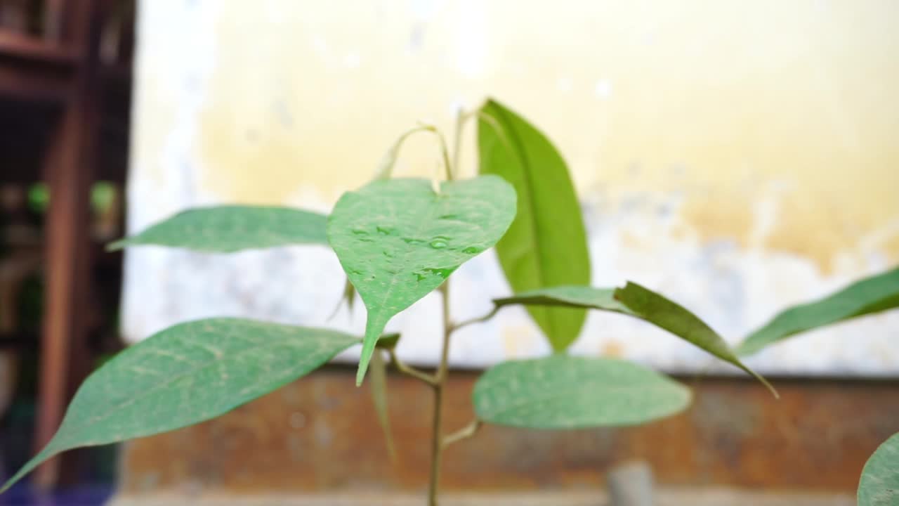 花园里的植物和花朵的镜头，非常适合用作背景视频素材