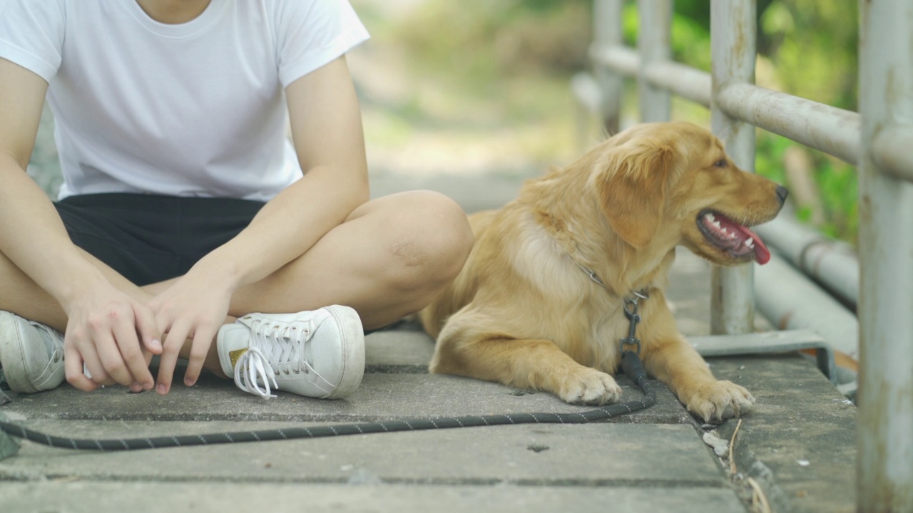 男子愉快地训练狗。宠物主人很乐意带着他们的金毛猎犬去散步。视频素材