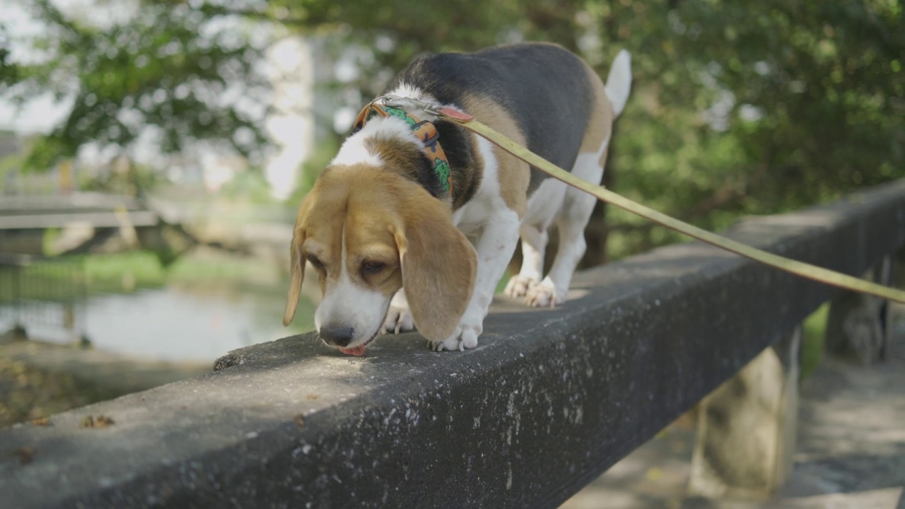 拴着狗绳的人，小猎犬，小狗快乐快乐。视频素材