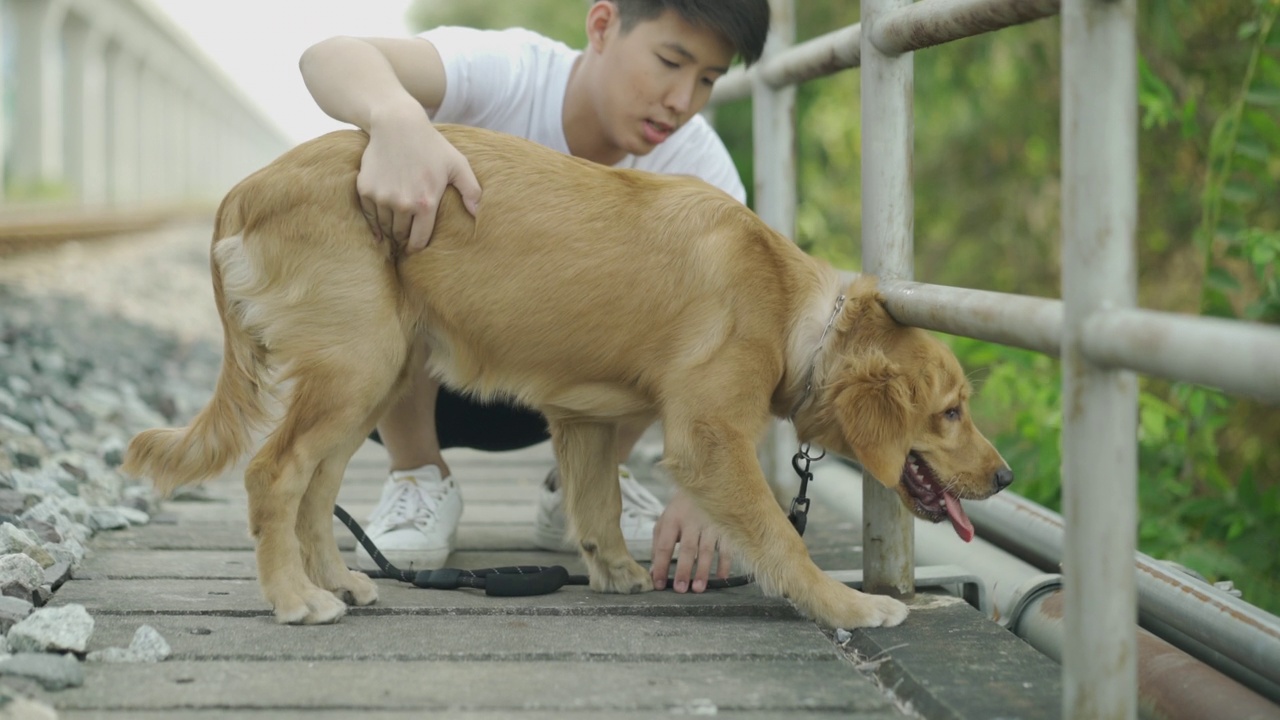 男子愉快地训练狗。夏天牵着狗去跑。视频素材