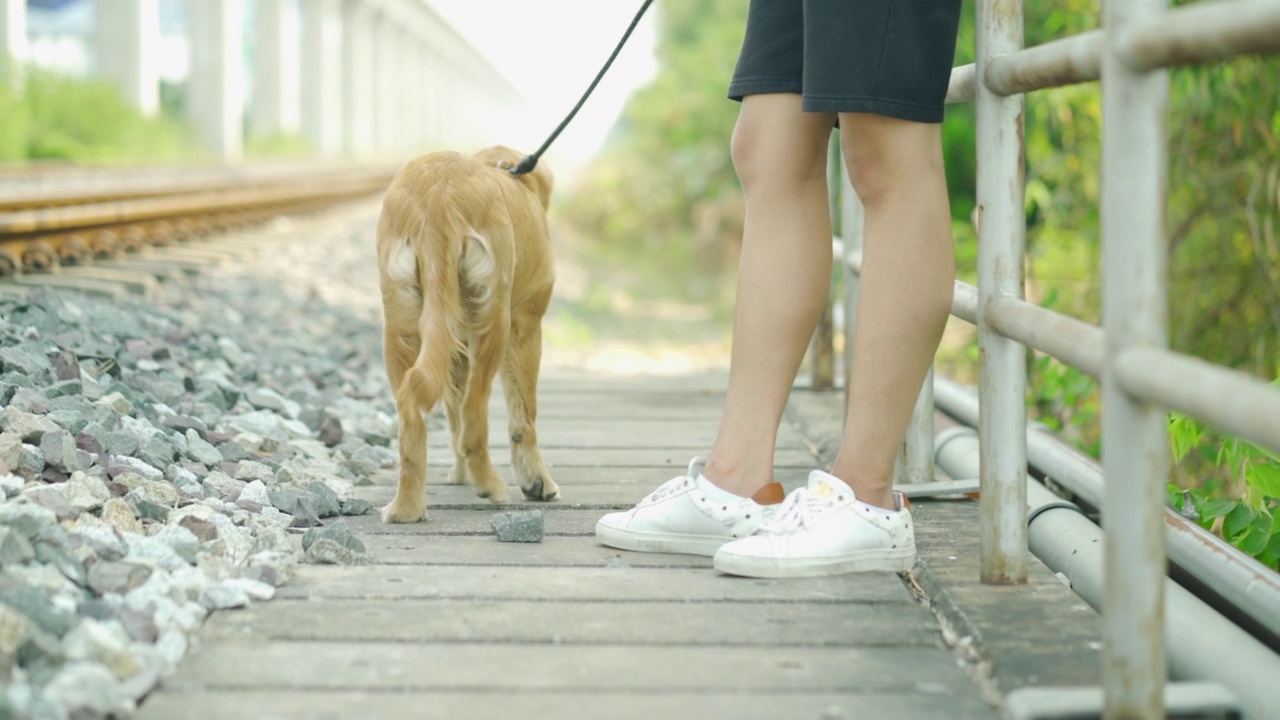 这个人带着金毛猎犬在公园里散步。视频素材