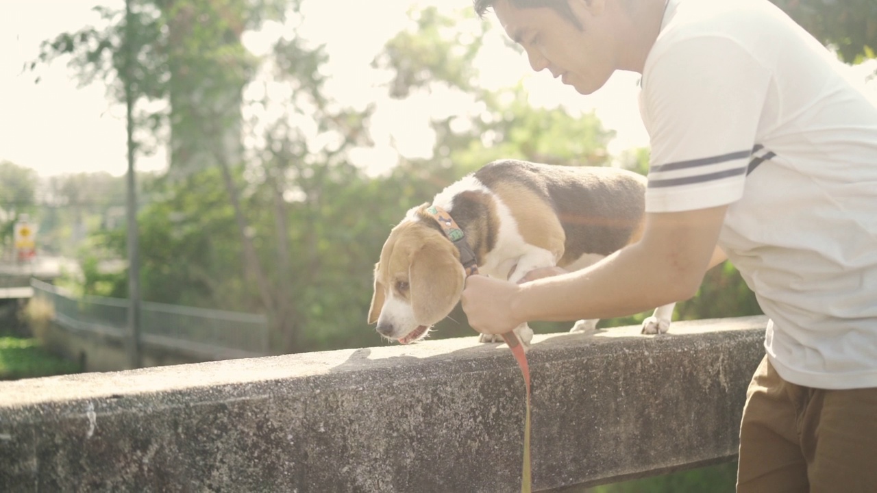 拴着狗绳的人，小猎犬，小狗快乐快乐。视频素材