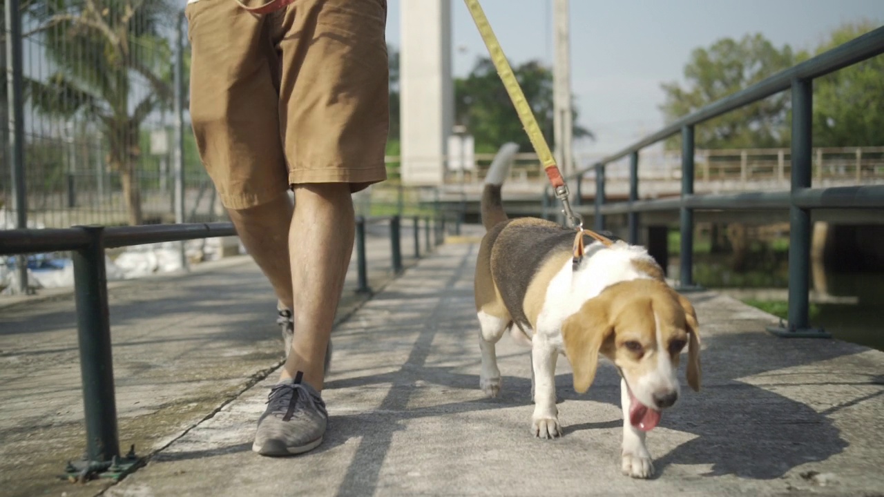 拴着狗绳的人，小猎犬，小狗快乐快乐。视频素材