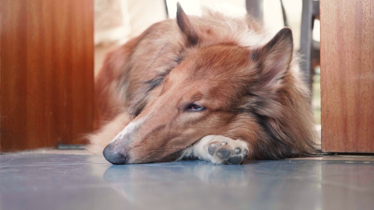 粗糙的牧羊犬躺在门口，头放在爪子上，特写。4k慢镜头。视频素材