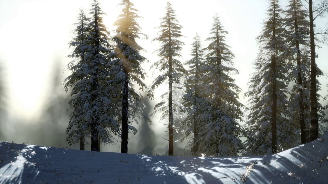 山林里壮观的圣诞景象。丰富多彩的冬季日出视频素材