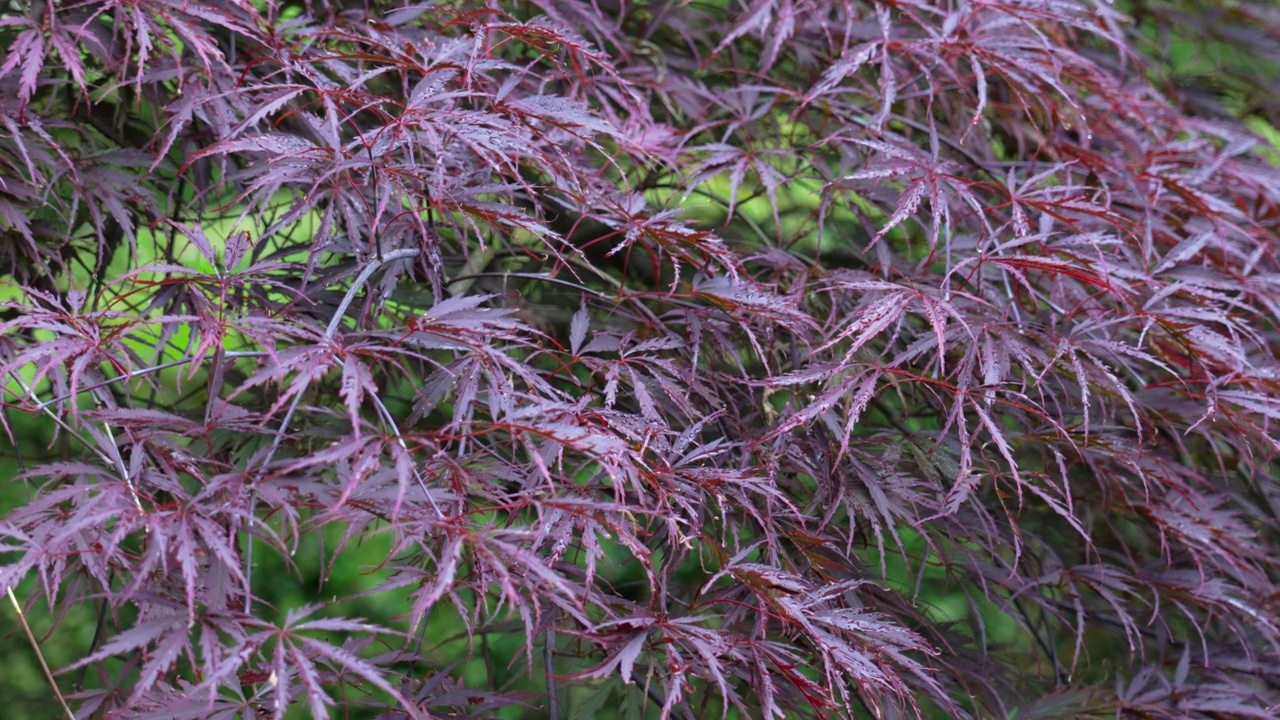 棕榈槭(切叶日本枫)。日式花园视频素材