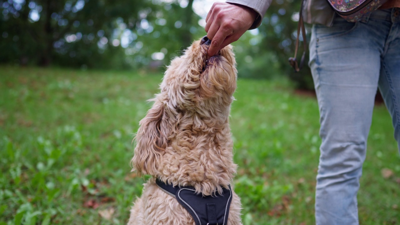 慢动作，人类喂金毛贵宾犬视频素材