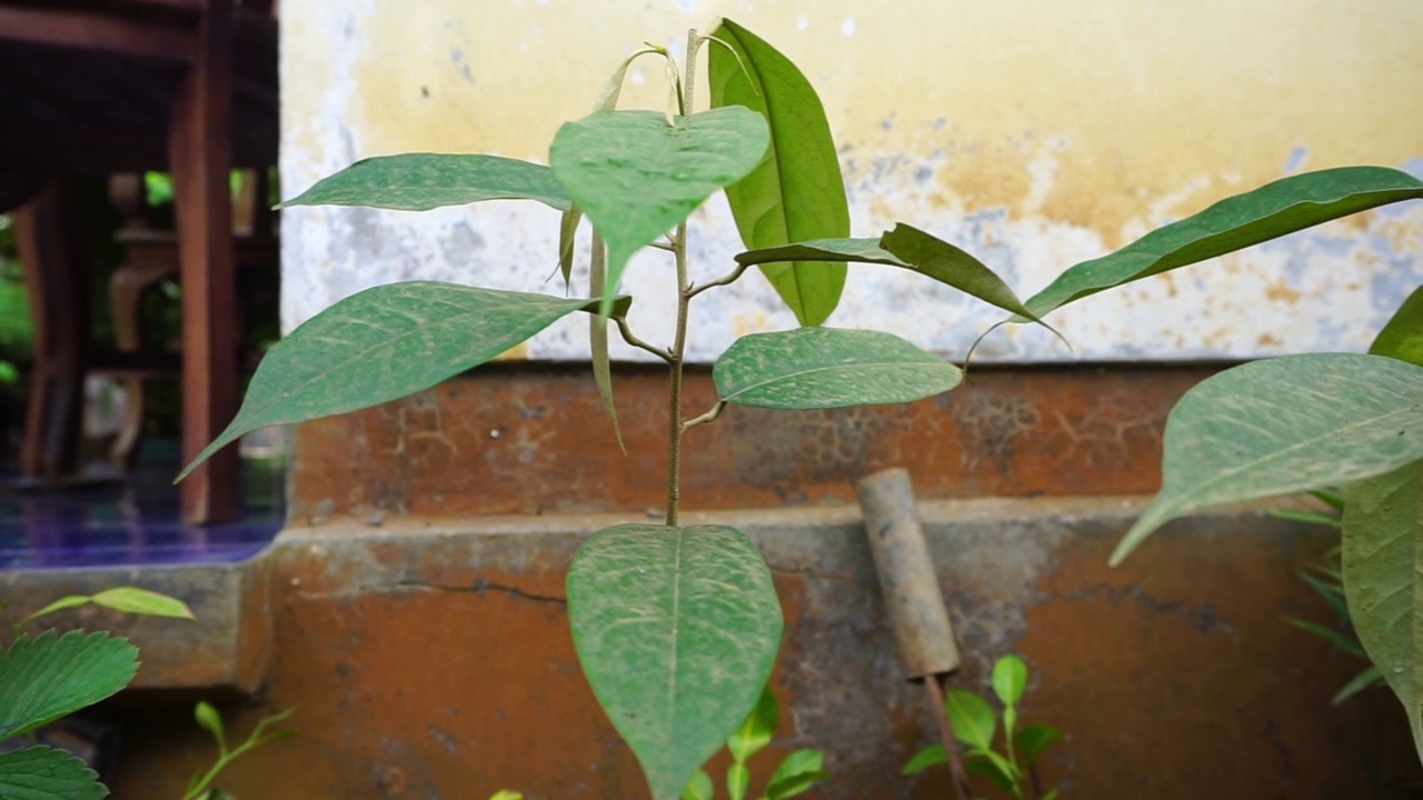 花园里的植物和花朵的镜头，非常适合用作背景视频素材