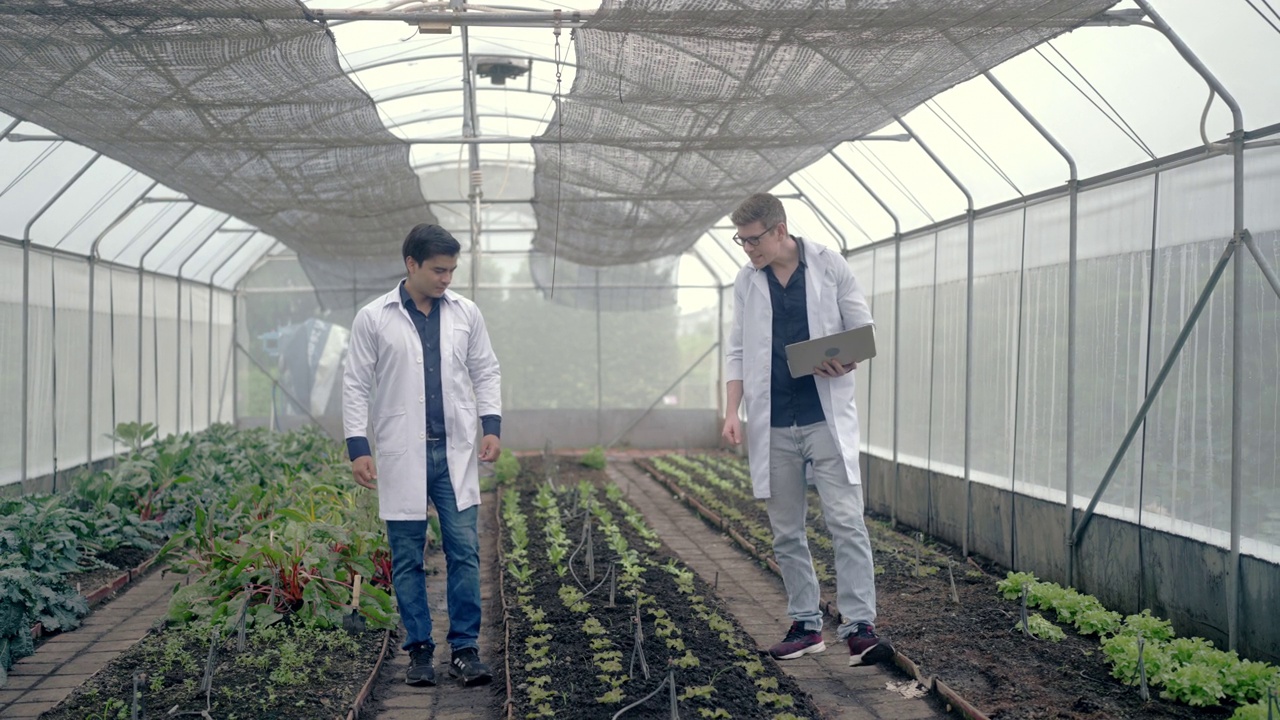 在实验食品园工作并在那里种植植物的植物学家视频素材