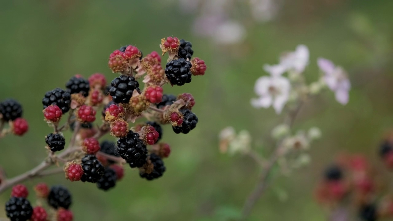 树枝上的黑莓的特写镜头视频素材