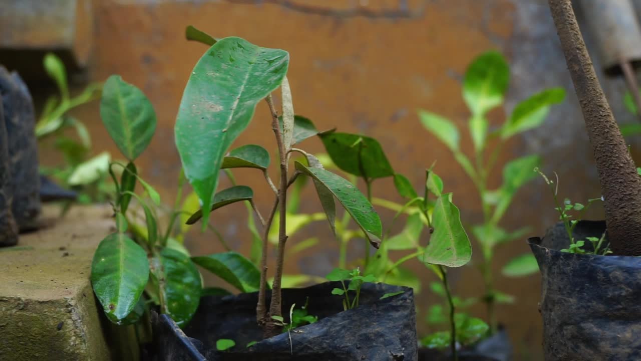 花园里的植物和花朵的镜头，非常适合用作背景视频素材