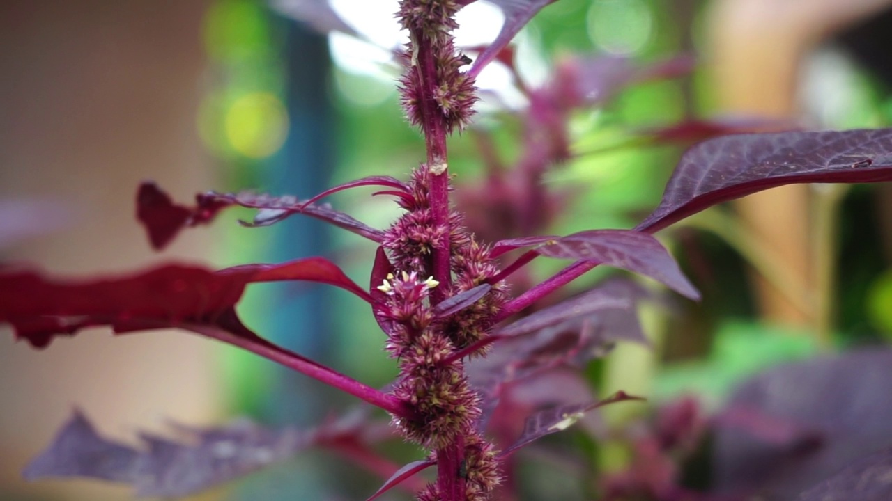 花园里的植物和花朵的镜头，非常适合用作背景视频素材