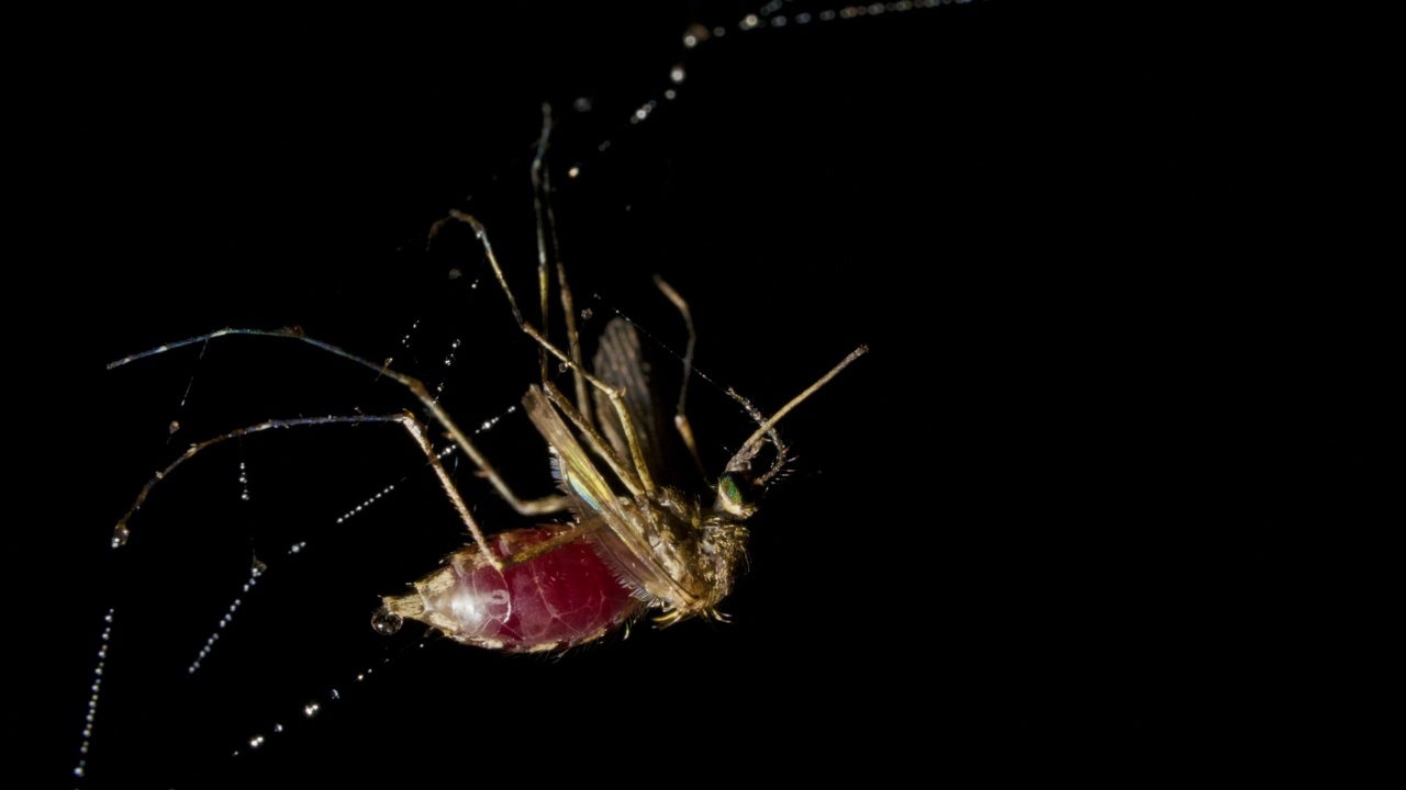 蚊子喝了人的血，钻进了网里视频素材