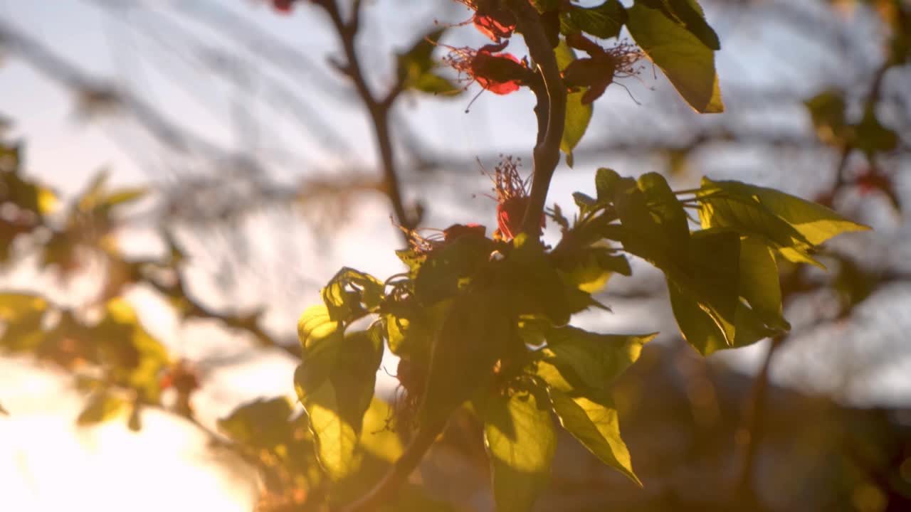 盛开的杏花枝在夕阳温暖的光线。红色的樱桃树花。软的焦点。春天的日出温柔模糊了背景。季节的开始，自然的觉醒。新鲜的绿叶。视频下载