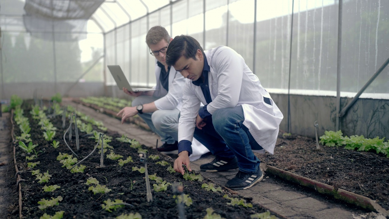 在实验菜园工作的植物发育专家视频素材