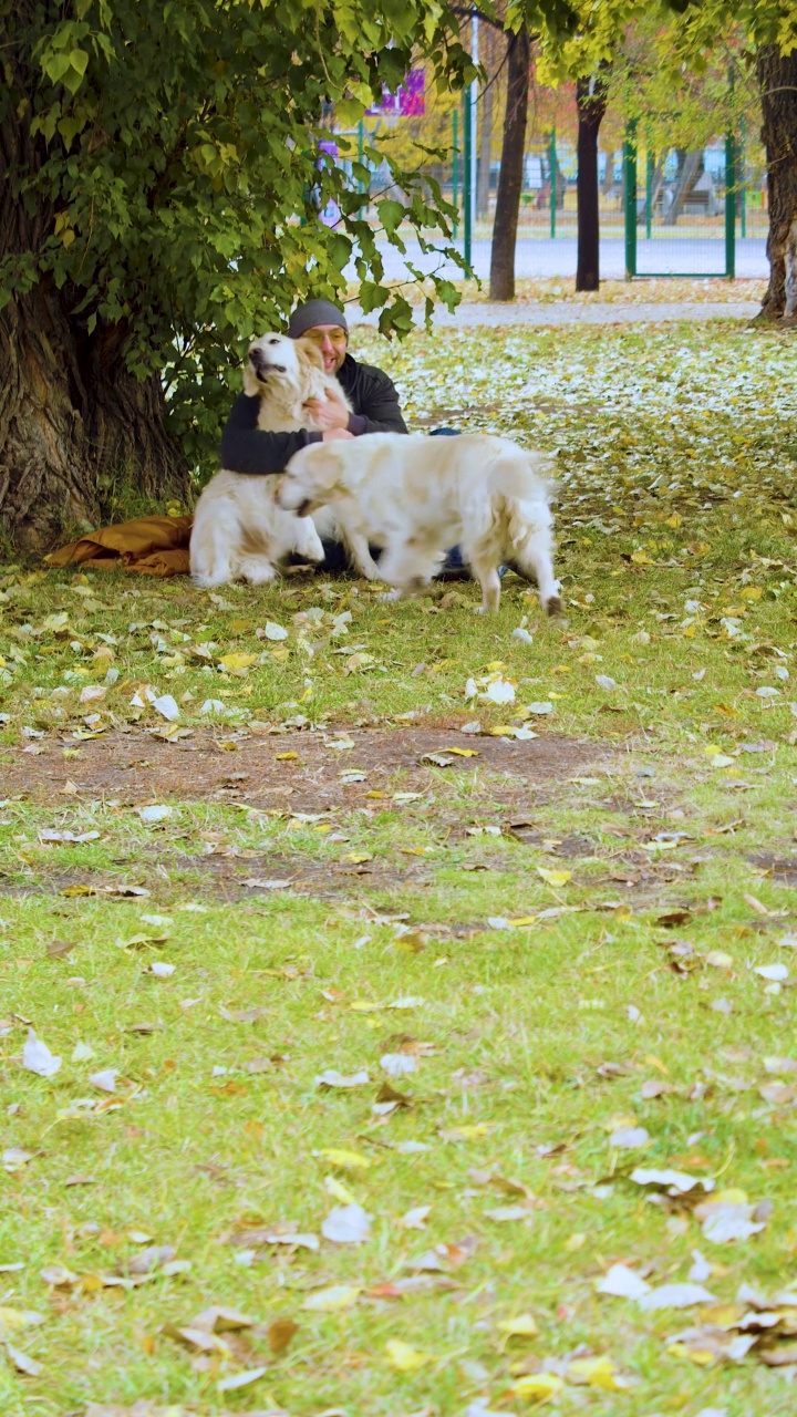 一名中年男子和两只金毛猎犬在公园散步，玩着可爱的游戏。视频素材