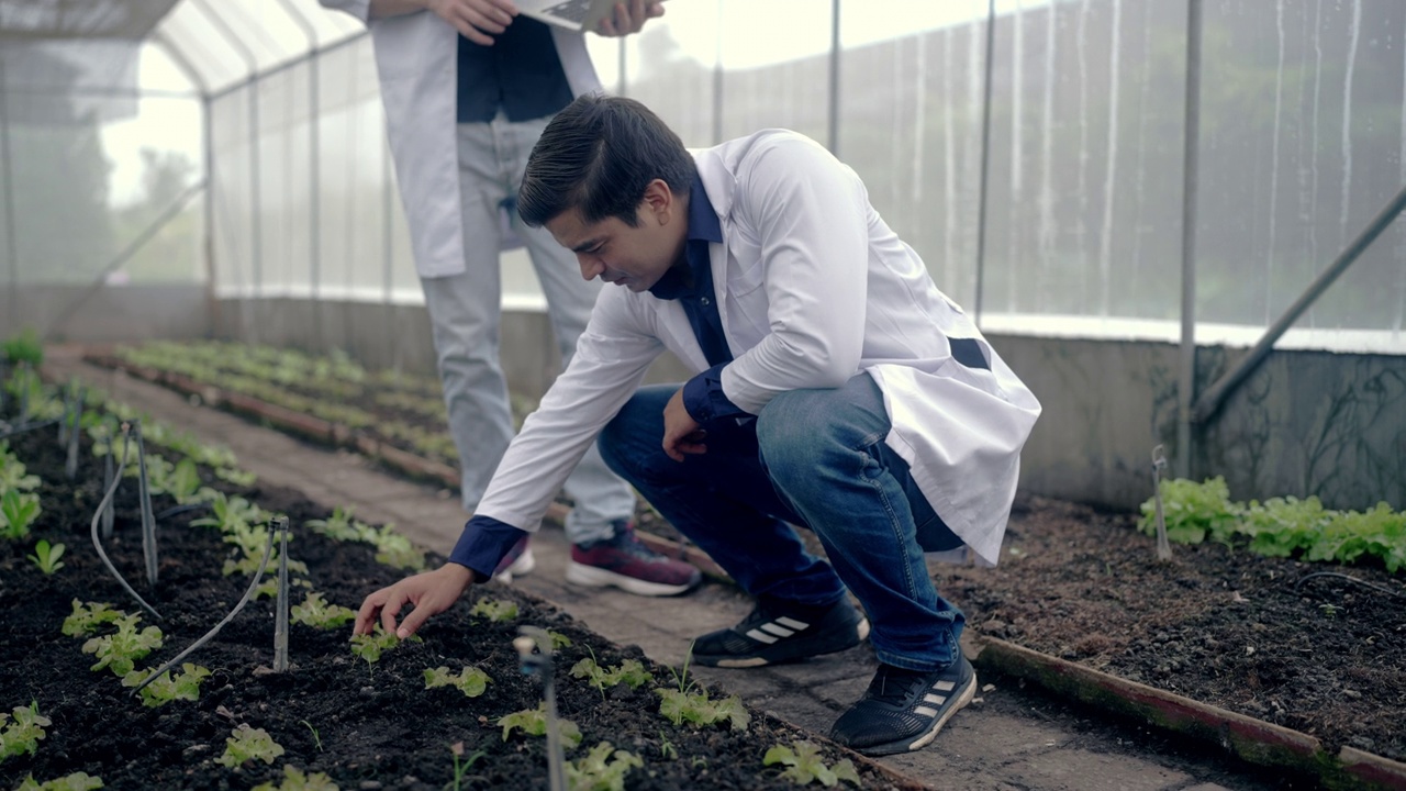 在实验食品园工作并在那里种植植物的植物学家视频素材