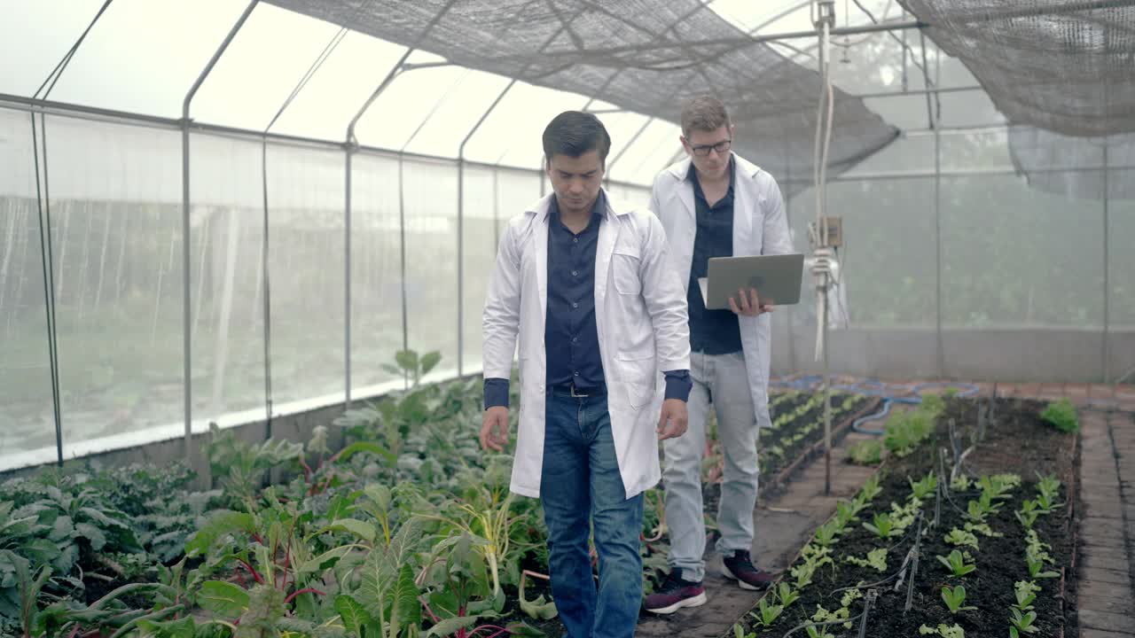 栽培实验性菜园植物的植物学家视频素材