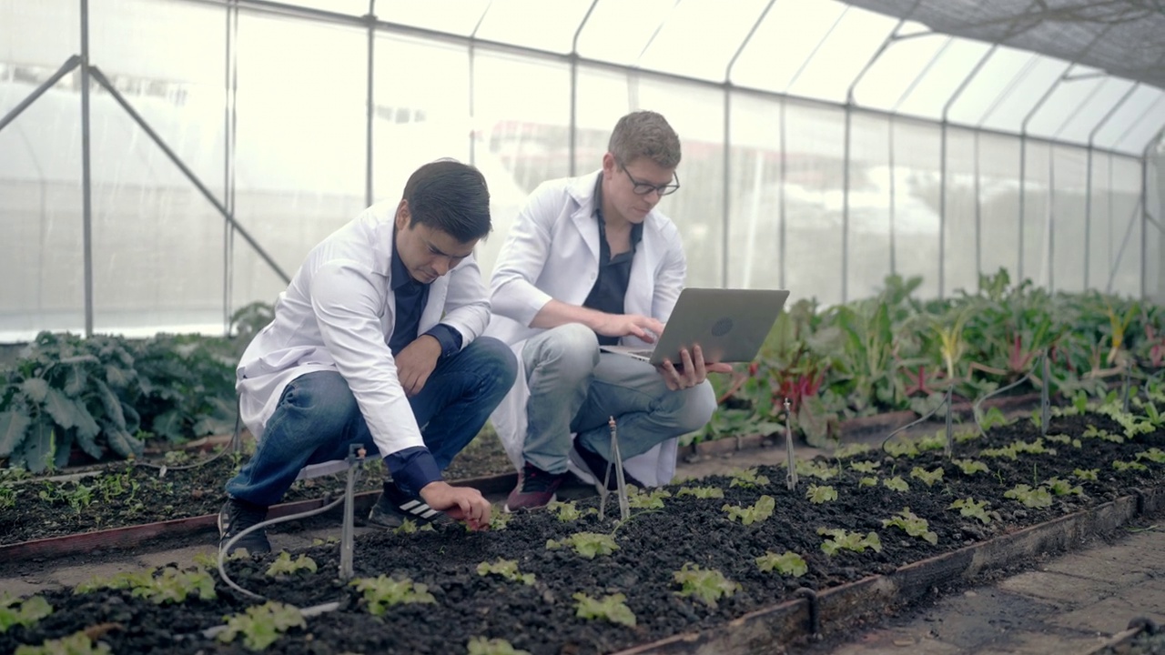 设计实验性菜园植物的植物学家视频素材