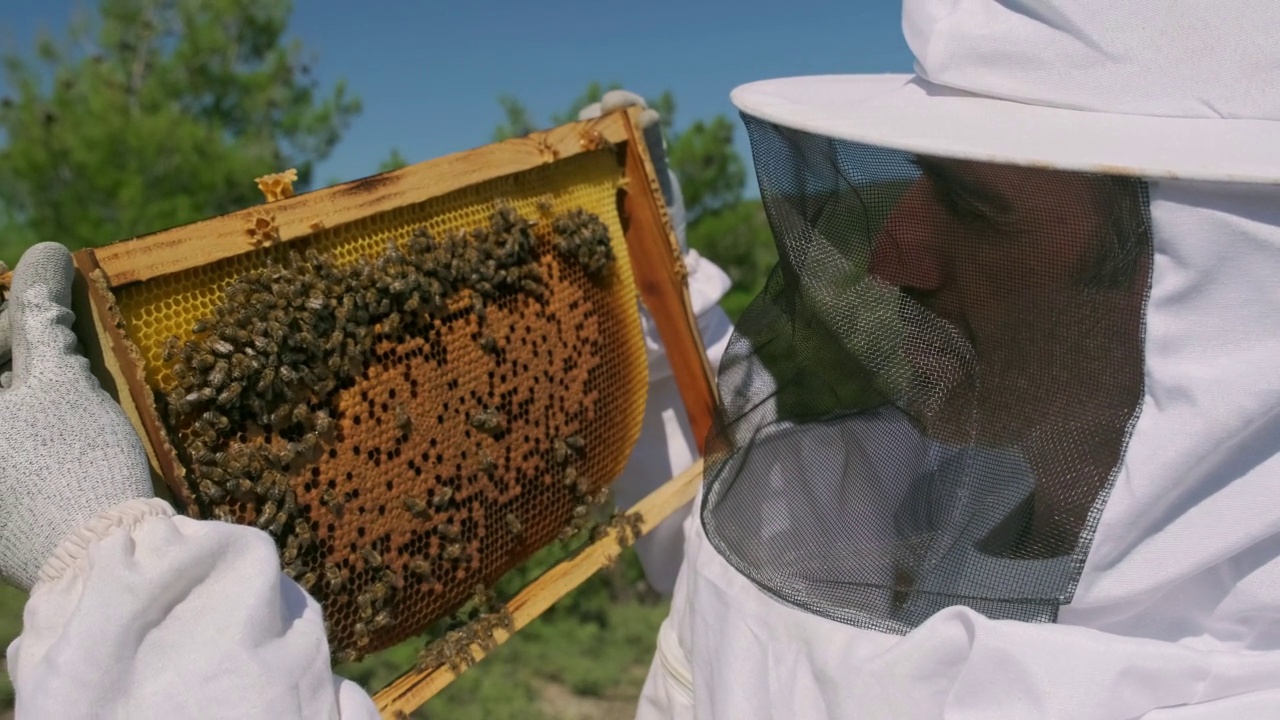 养蜂人正在检查蜂巢框架和蜜蜂。视频素材