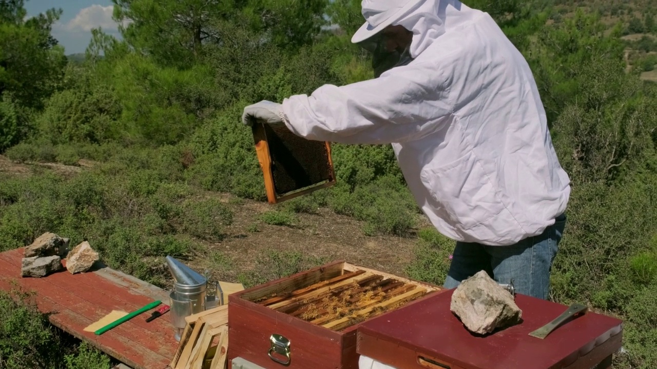 养蜂人正在检查蜂巢框架和蜜蜂。视频素材