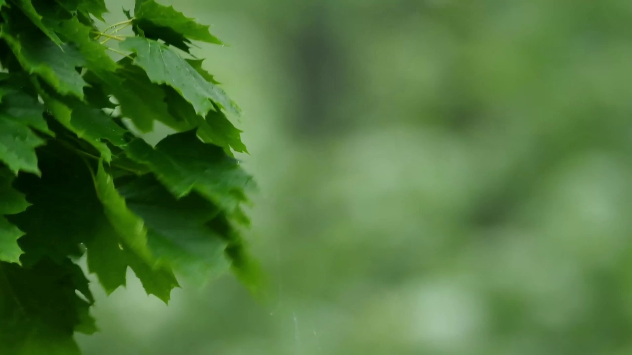 一个特写春雨落在糖枫树的叶子上视频素材