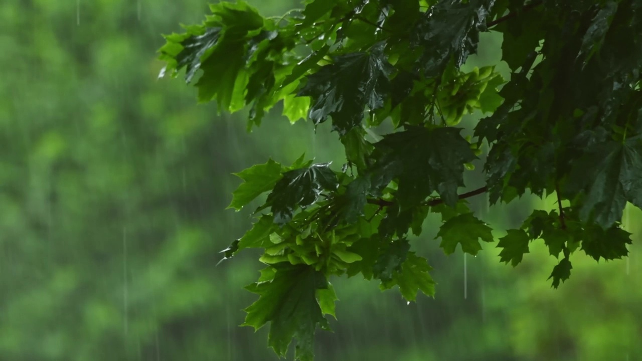 一个特写春雨落在糖枫树的叶子上视频素材