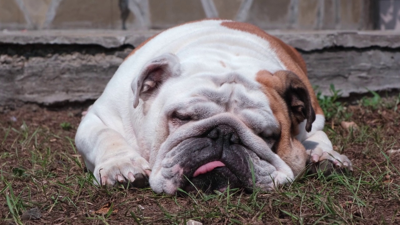 夏天，一只有趣的成年英国斗牛犬正在院子里的地上休息。睡觉时伸着舌头。宠物的概念。4 k视频素材