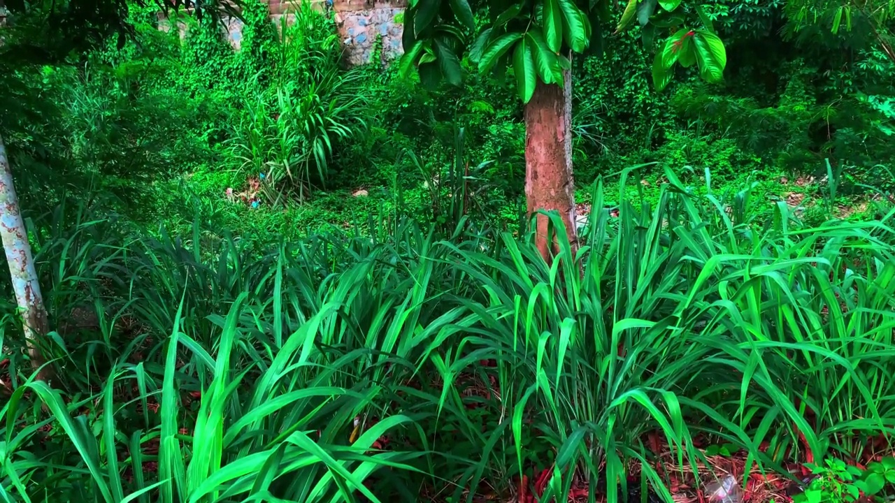 美丽的美丽和绿色的植物在花园里视频素材