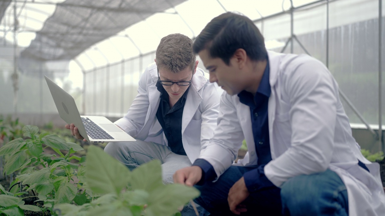 栽培实验性菜园植物的植物学家视频素材