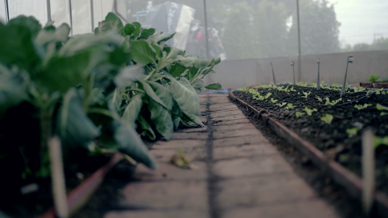 为科学实验种植蔬菜视频素材