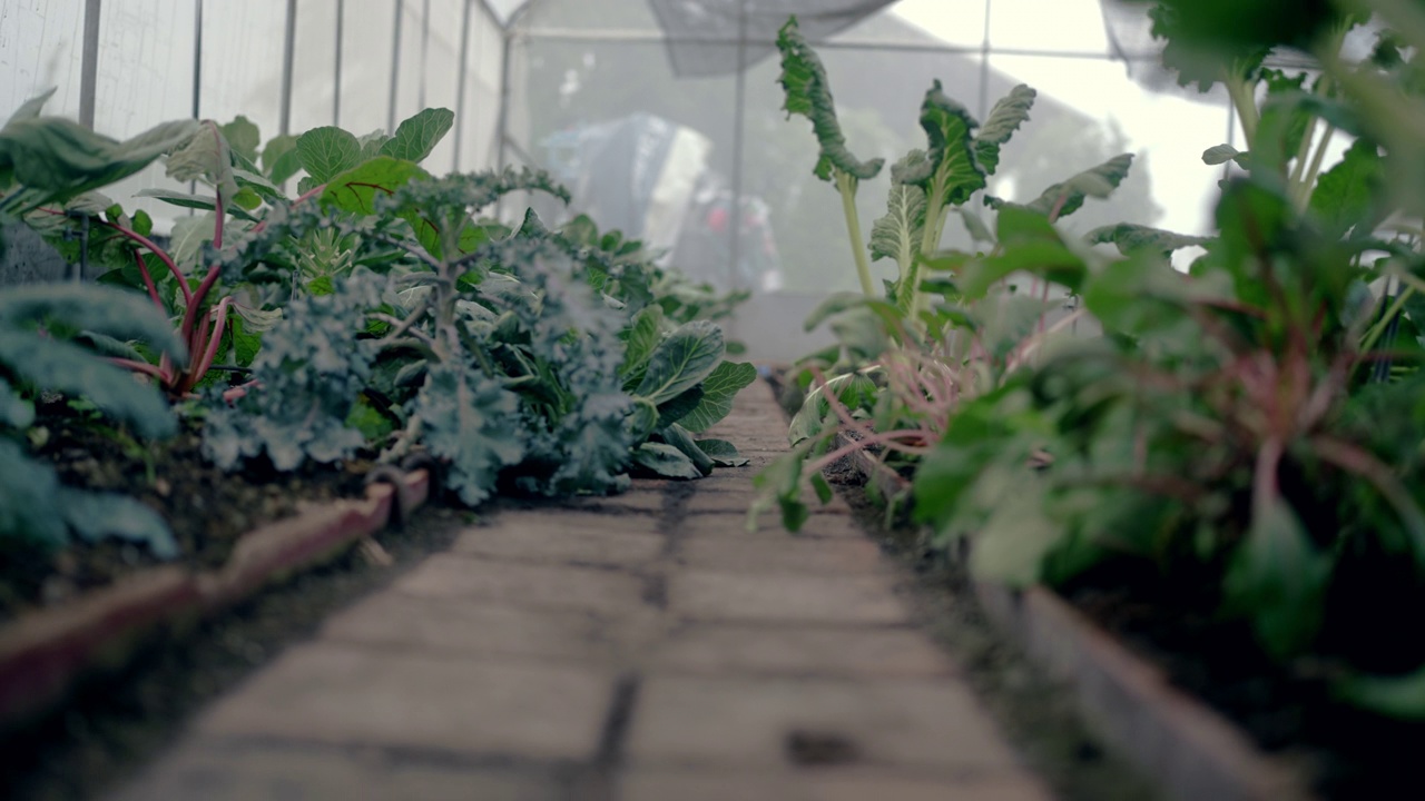 为科学实验种植蔬菜视频素材