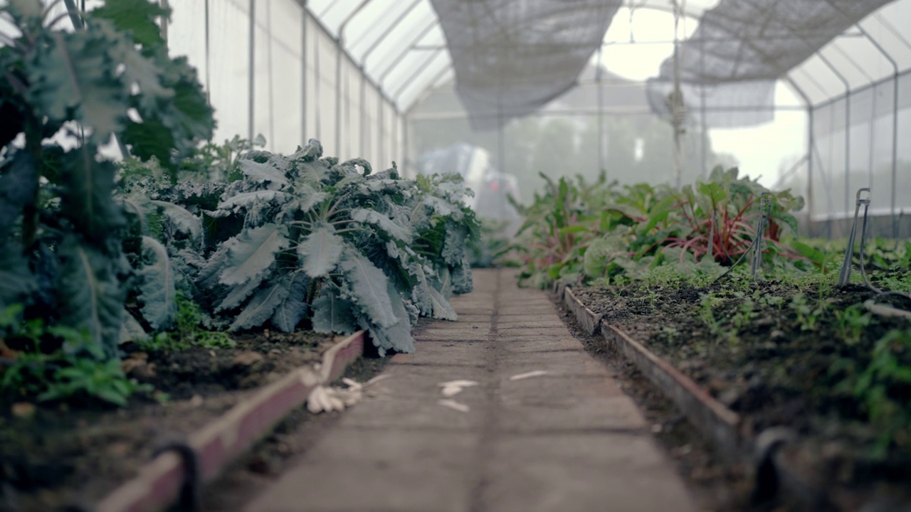 为科学实验种植蔬菜视频素材