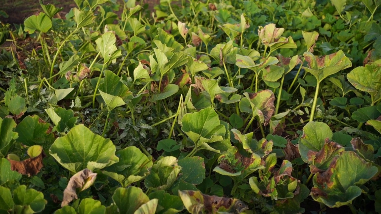 在自家花园里种西葫芦视频素材