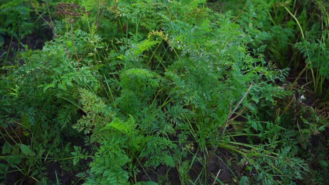 胡萝卜生长在家里的花园里视频素材