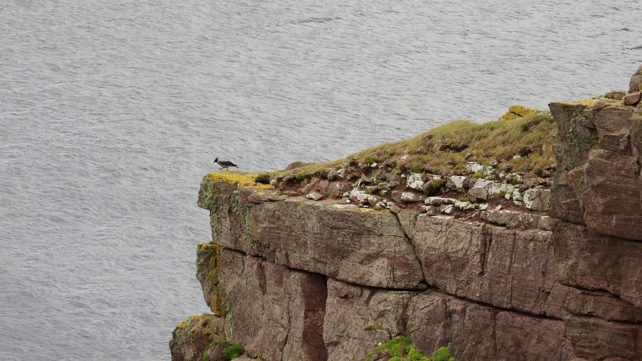 带帽乌鸦，Corvus cornix在Assynt的Stoer Point，苏格兰，英国。视频素材