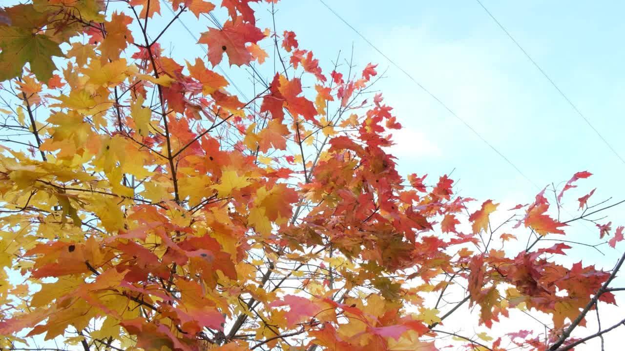 秋天飘落的枫叶映衬着湛蓝的天空。秋天的公园或森林。橙色和黄色的树在淡淡的雾霾中。秋天的自然景观，风吹着，摇动着树枝视频素材