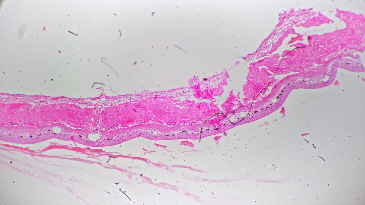 光镜下40倍显微镜下观察动物整体体表表皮细胞视频素材