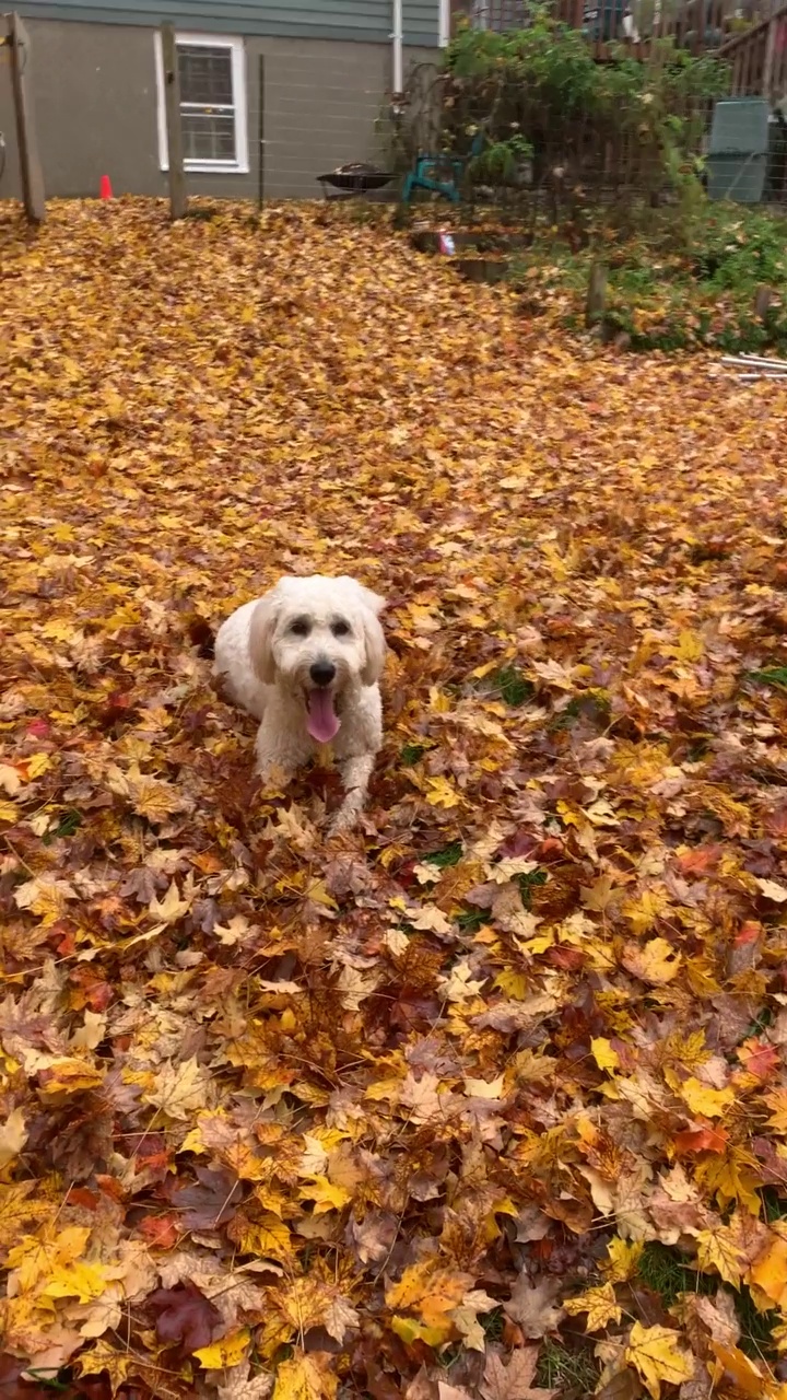 一只金毛贵宾犬跳起来抓秋天的树叶视频素材