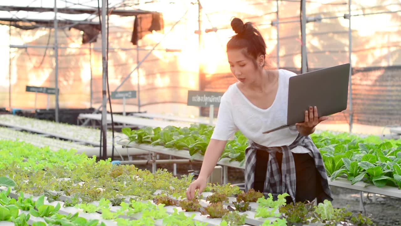 照顾和照料植物。视频素材