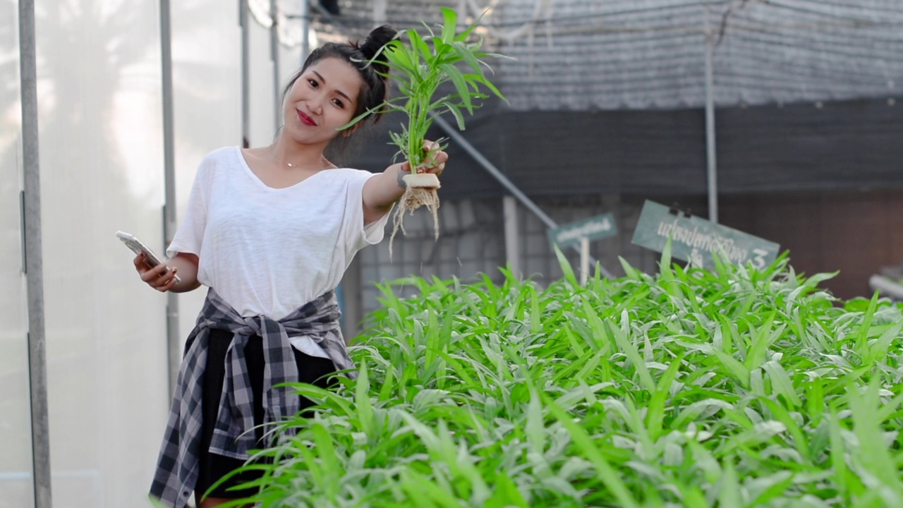 照顾和照料植物。视频素材