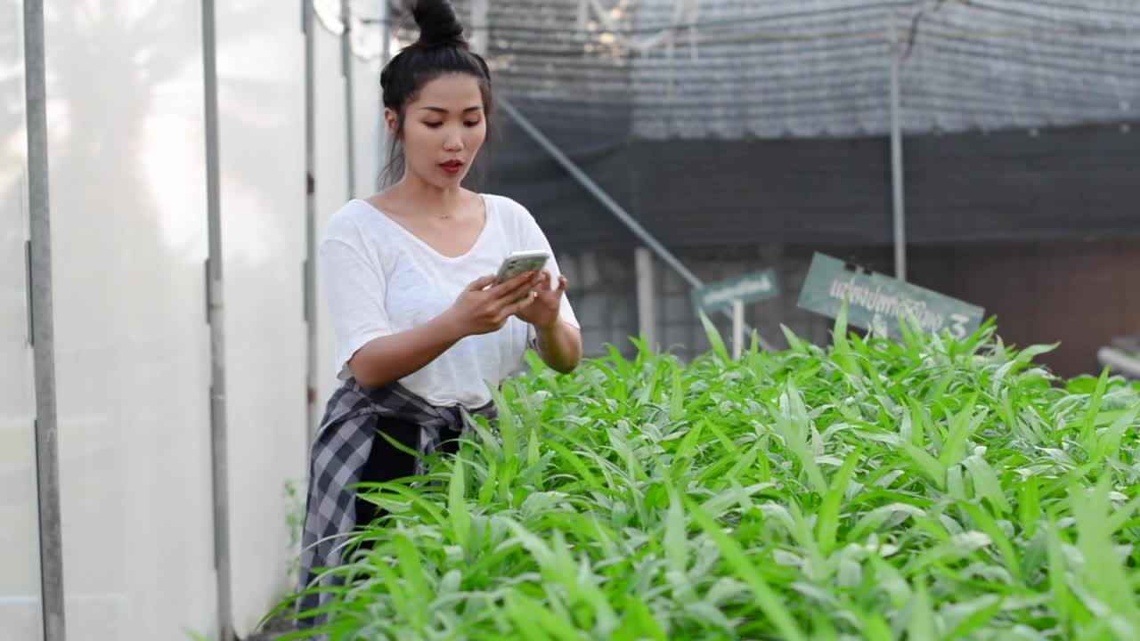 照顾和照料植物。视频素材