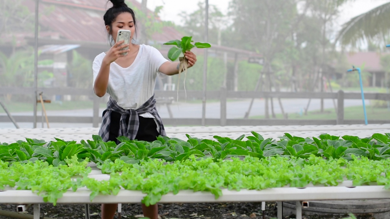 照顾和照料植物。视频素材