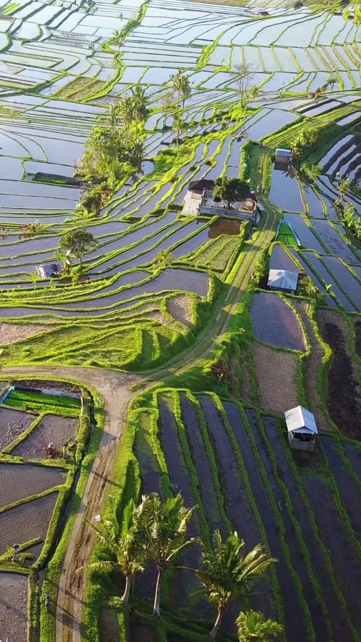 垂直空中视频在一个惊人的景观稻田Jatiluwih水稻梯田，巴厘岛，印度尼西亚。视频素材