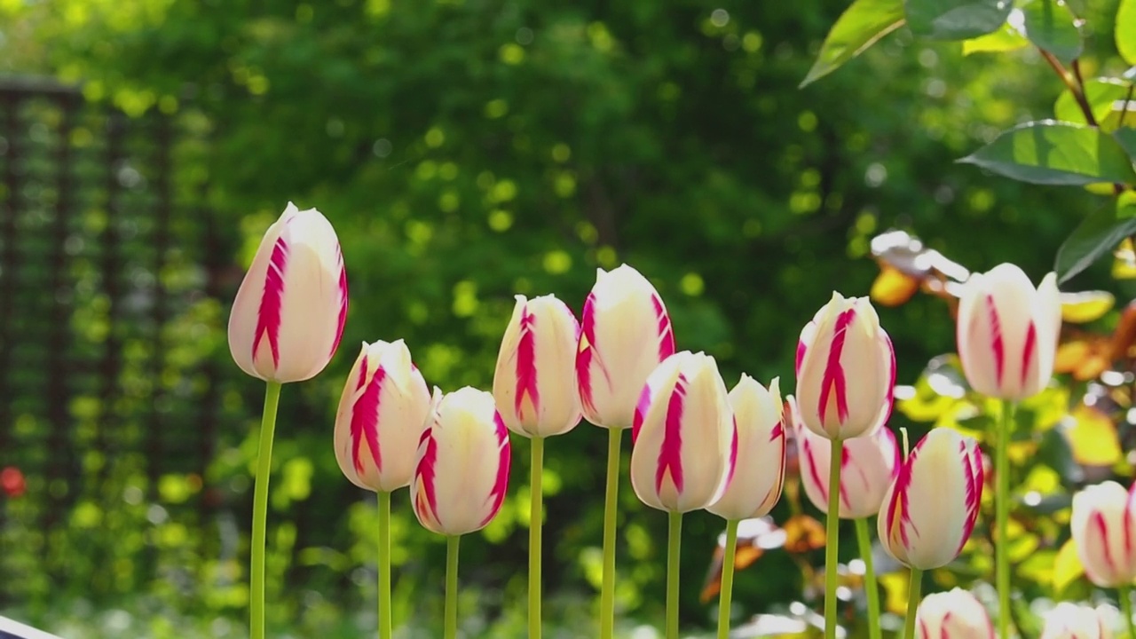 美丽的白色带红色条纹的花郁金香在阳光明媚的绿色花园里随风摇摆视频素材