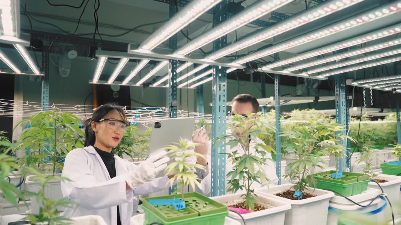 两个科学家在一个商业有机苗圃检查植物的生长。视频素材