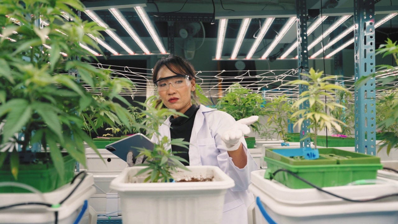 在商业有机苗圃工作的亚洲科学家正在检查植物的生长。视频素材