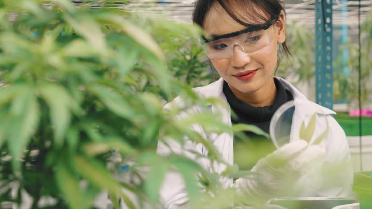 女科学家在温室里检查植物的生长视频素材