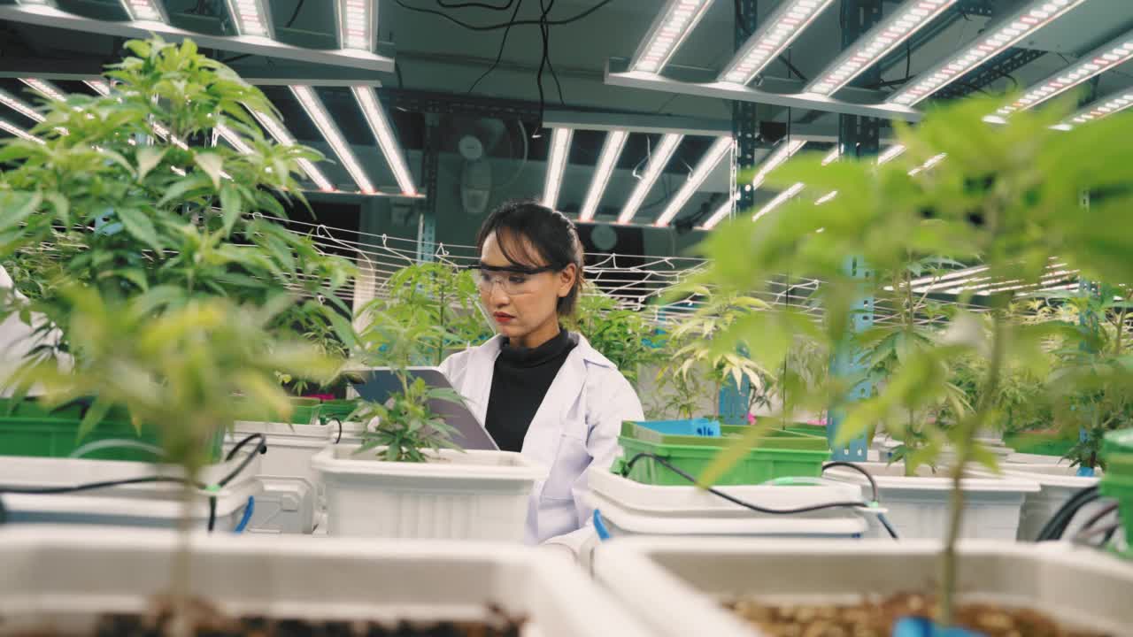 在商业有机苗圃工作的亚洲科学家正在检查植物的生长。视频素材