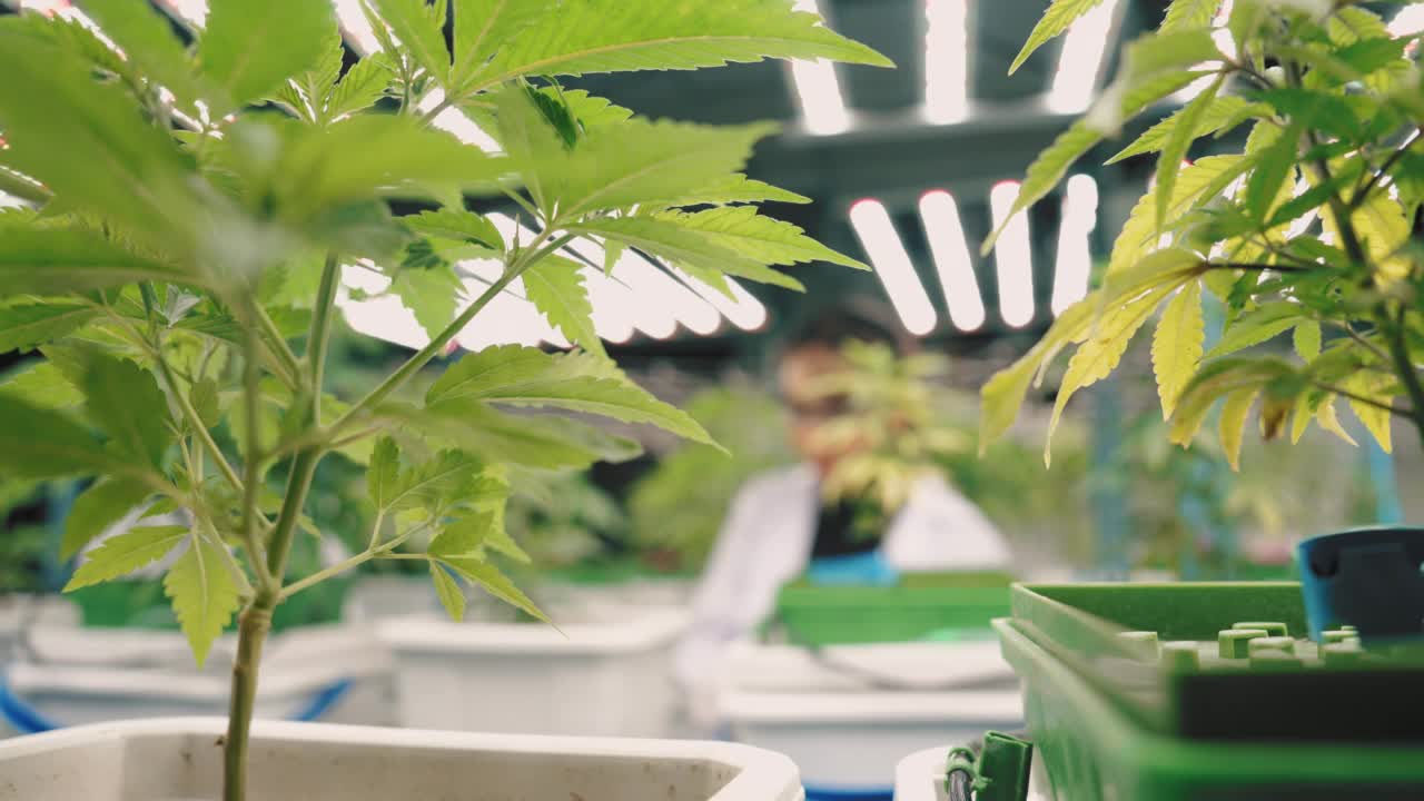 在商业有机苗圃工作的亚洲科学家正在检查植物的生长。视频素材